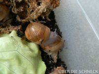 a.m.ovum (014)